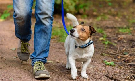 Health Benefits of Walks with Your Dog - HelpGuide.org