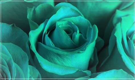 A Close Up View of Teal Roses - CCHC