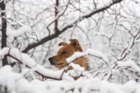 무료 이미지 : 눈, 겨울, 차량, 날씨, 시즌, 포유 동물처럼 개 4016x6016 - - 1404815 - 무료 이미지 - PxHere
