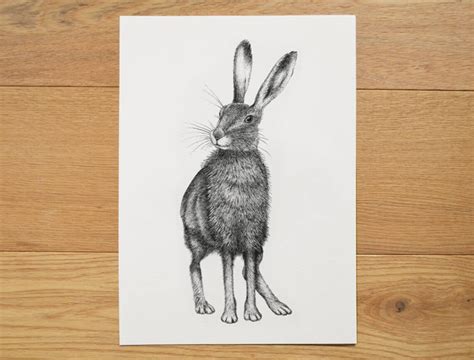 Hare Illustration. Hare Artwork. Black and White Art. Hare | Etsy