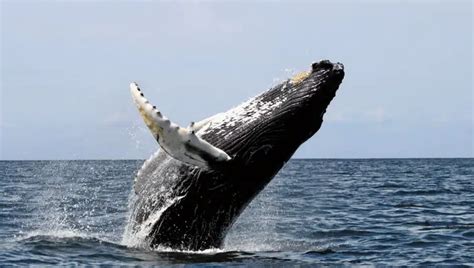 Blue Whale Facts For Kids | Blue Whale Habitat & Diet