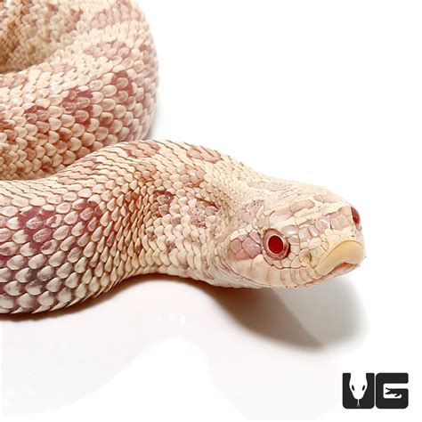 Baby Caramel Snow Western Hognose Snake - Underground Reptiles