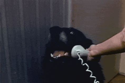 Me trying to answer the phone professionally at work (gif) | Hello this ...