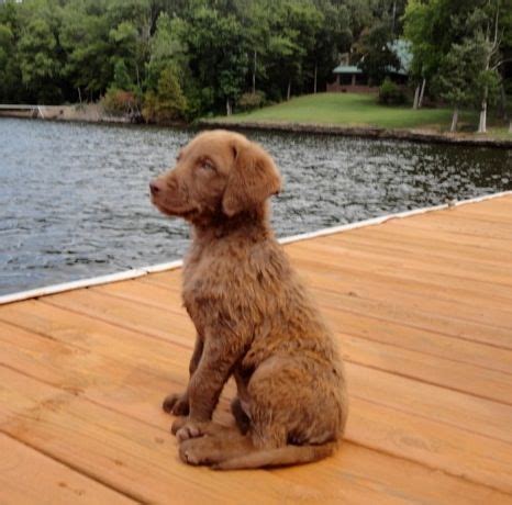 8 week old Chesapeake Bay Retriever. | Chesapeake bay retriever puppy ...