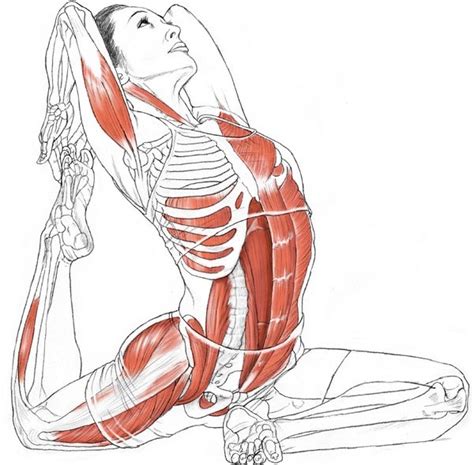 Eka Pada Rajakapotasana - YogaAnatomy.net