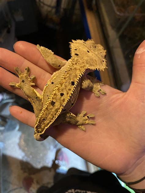 Crested Gecko Morph / Trait Guide - Crested Geckos - MorphMarket Reptile Community