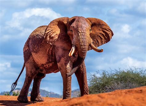 Why do elephants attack humans? - Tsavo Trust