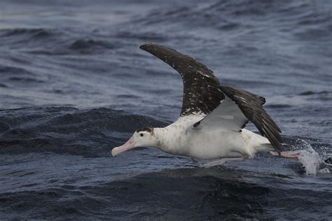 Albatrosses – Holmen Birding Safaris