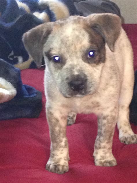 Pitbull Blue Heeler Mix Puppies For Sale - aspca donation rating