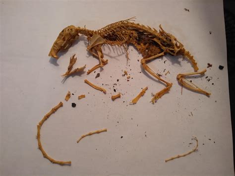 Roomie was up in the attic and found this whole rat skeleton. Seems it ...