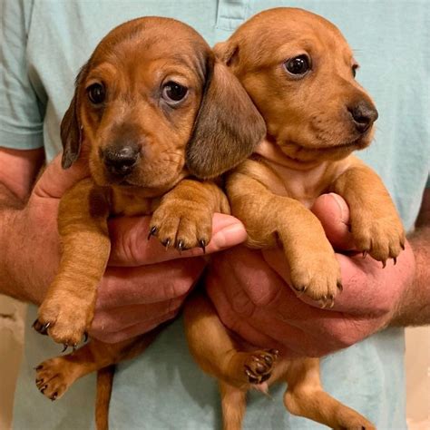 29+ Miniature Dachshund Puppies For Free Photo - Bleumoonproductions