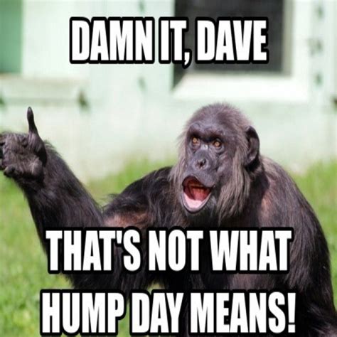 50 Trendy Hump Day Memes That Make You Laugh | Funny hump day memes, Monkeys funny, Monkey memes