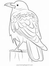 Raven Bird Coloring Page For Kids  Free Crows Printable Pages sketch template