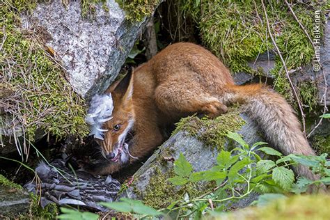 The Fox That Got the Goose | Wildlife Photographer of the Year | Natural History Museum