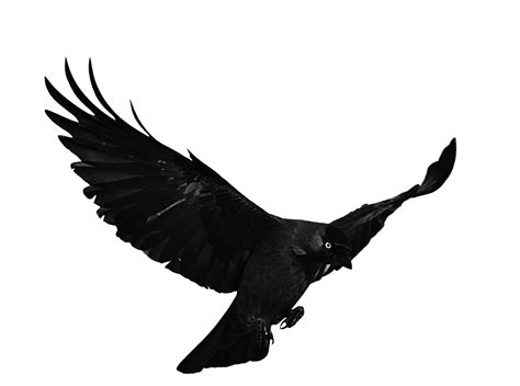 Jackdaw by FrankAndCarySTOCK on DeviantArt