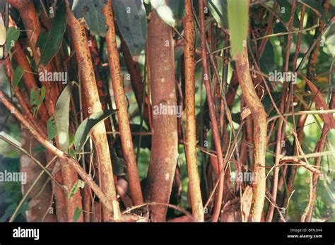 Cinnamon tree bark plantation Stock Photo - Alamy