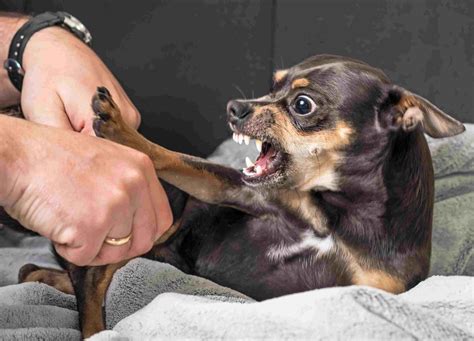 The Different Kinds of Puppy Aggression