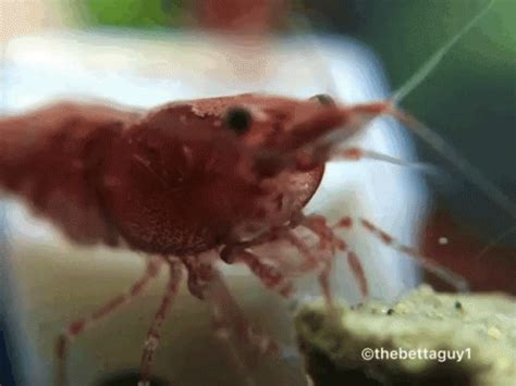 Shrimp Cherry GIF - Shrimp Cherry Thebettaguy1 - Discover & Share GIFs