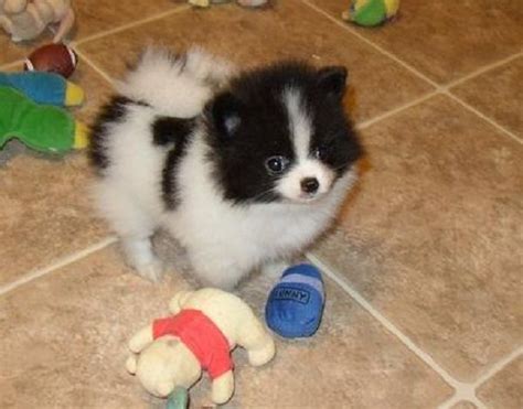 black and white pomeranian puppies for sale | Zoe Fans Blog Puppies For Sale, Cute Puppies, Dogs ...