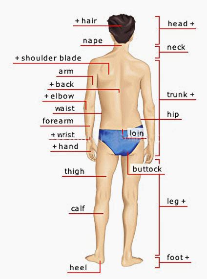 HUMAN BODY MAN POSTERIOR VIEW | Human body vocabulary, Learn english ...