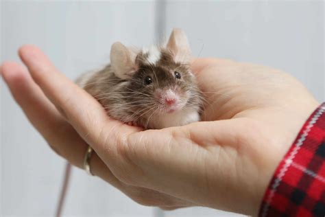 Pet Mice and Pet Rats: Can They Live Together? - A-Z Animals