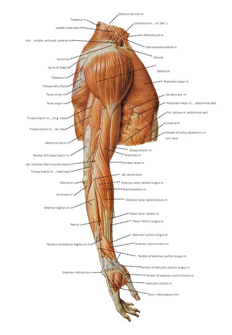 Arm Muscle Diagram | EdrawMax Template