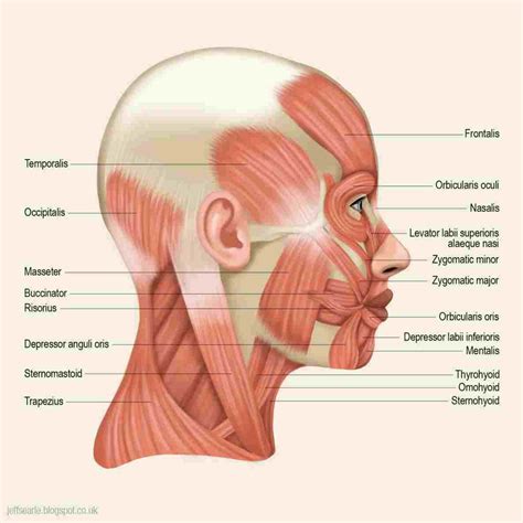 face/skull muscles | Face muscles anatomy, Neck muscle anatomy, Head muscles