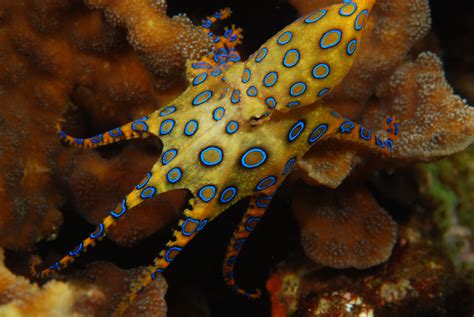 Blue-Ringed Octopus Facts, Habitat, Life Cycle, Venom, Pictures