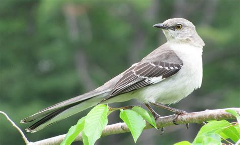 The Florida State Bird - BloggedTopics