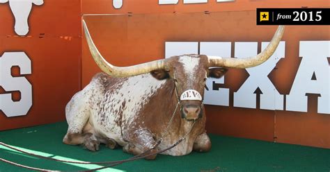 Longhorns Mascot Bevo has Died | The Texas Tribune