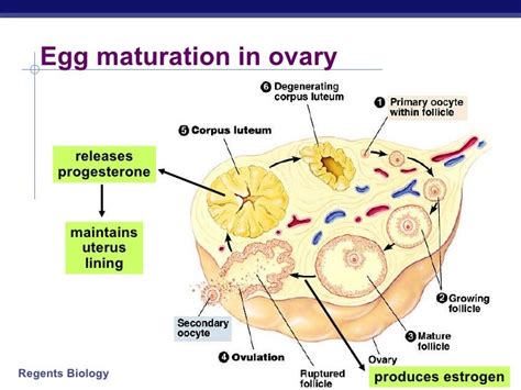 Hormones & Reproduction