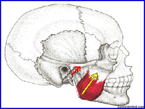 Muscles Of Mastication