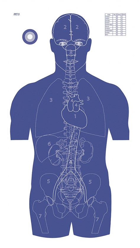 LE TARGETS Vital Anatomy Target, 45 in. H, PK50 - 48FT28|ANT-5-50 - Grainger