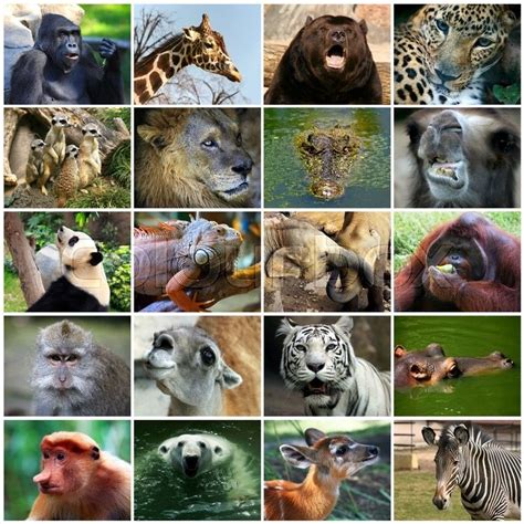 Collage with different animal faces. | Stock Photo | Colourbox on Colourbox | Animal faces, Pet ...