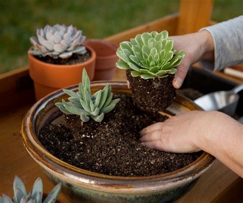 When to Plant Succulents Outside? - Succulents Help