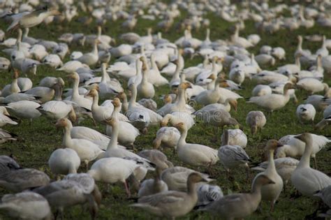 Snow Goose Flock stock photo. Image of arctic, canada - 65006408