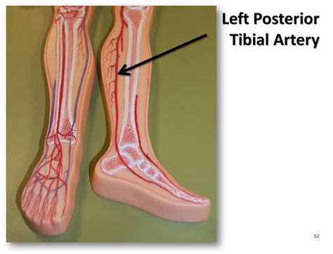 Left posterior tibial artery - The Anatomy of the Arteries… | Flickr