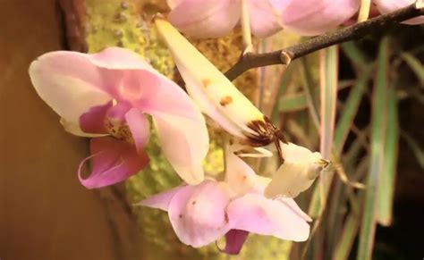 Orchid Mantis | The Animal Facts | Appearance, Diet, Habitat, Behavior