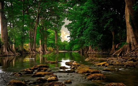 A peaceful forest creek. [2560x1600] | Schöne landschaften, Landschaftsfotos, Landschaftsbilder