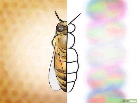 3 formas de identificar las abejas africanizadas