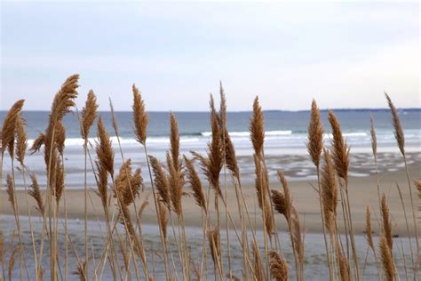 Free picture: Phragmites australis, reed plant, reed grass, ocean, seacoast, water, sand, beach