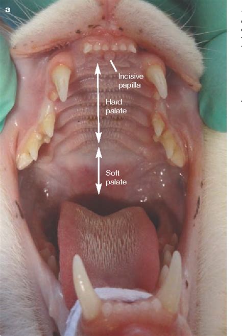 Cat Mouth Anatomy