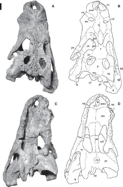 Allodaposuchus Nopsca, 1928 (Crocodylia, Eusuchia), from the Late Cretaceous of Southern France ...