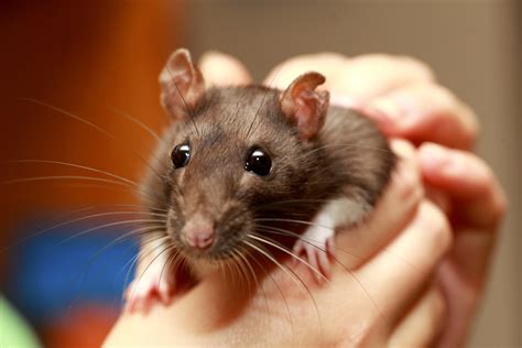 Case of 'Rat Bite Fever' Reminds Us That Even Pet Rats Carry Loads of Diseases | Live Science