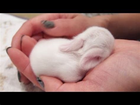Newborn Bunny