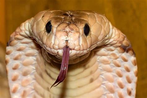 The 3 Types of Snake Venom (Explained)