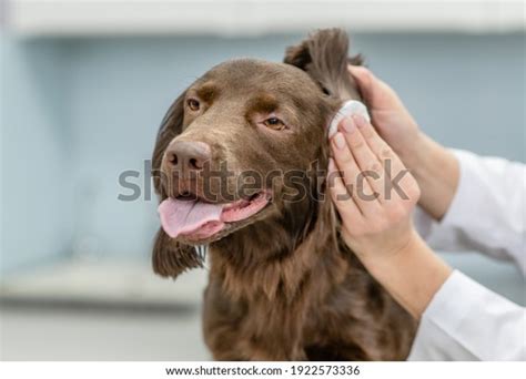 How To Clean Dog Ears Hydrogen Peroxide