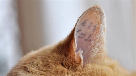 Vet apologizes for ‘mess up’ after half of cat’s ear accidentally removed – Boston 25 News