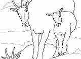 Mountain Goat Coloring Pages At GetColoringscom  Free Printable sketch template
