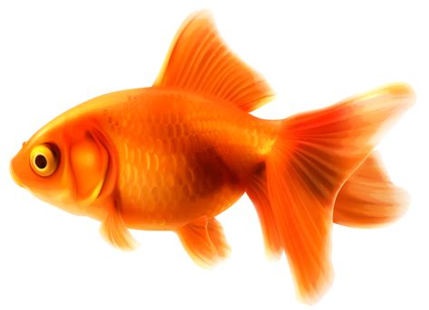 Goldfish Transparent Background